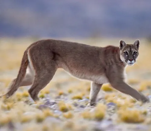 Andean Cougar
(Puma concolor puma)