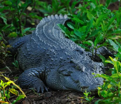 Siamese Crocodile
(Crocodylus siamensis)
