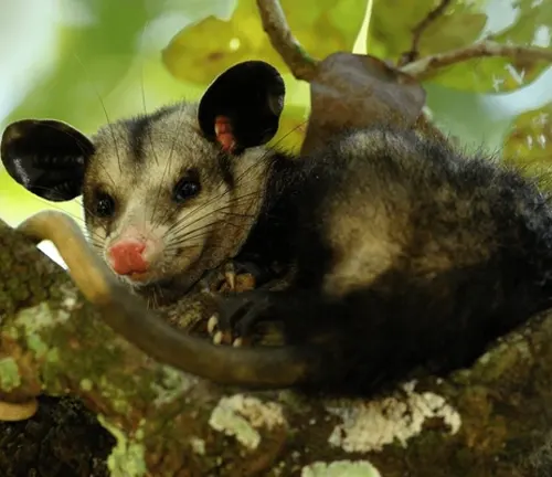 Black-eared Opossum
(Didelphis aurita)