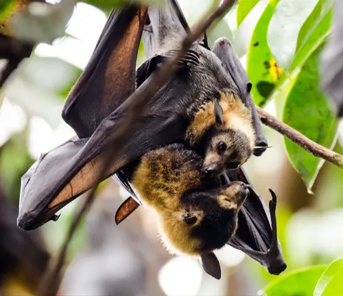 Spectacled Flying Fox
(Pteropus conspicillatus)