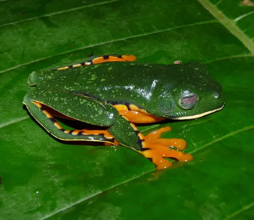 Splendid Leaf Frog
(Cruziohyla calcarifer)