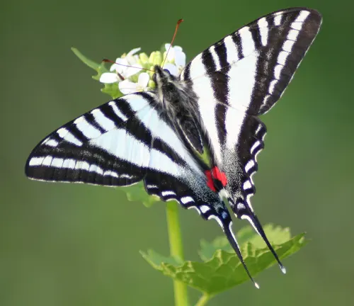 Zebra Swallowtail
(Protographium marcellus)