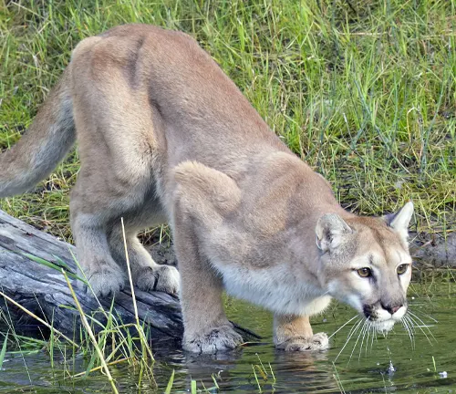 Eastern Andean Cougar
(Puma concolor cougar)