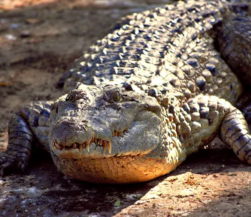 Philippine Crocodile
(Crocodylus mindorensis)