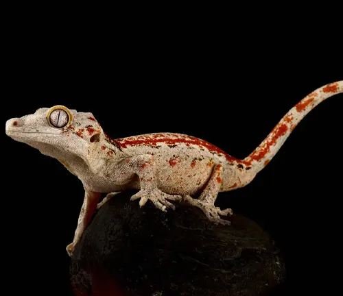 Rhacodactylus auriculatus
(Gargoyle Gecko)
