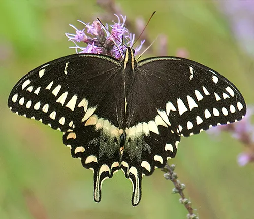 Palamedes Swallowtail
(Papilio palamedes)