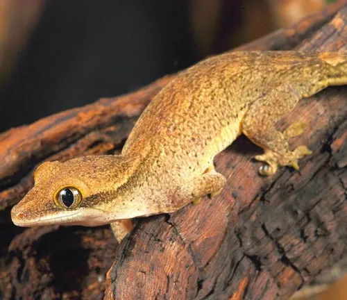 Rhacodactylus sarasinorum
(Sarasin's Giant Gecko)