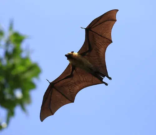 Seychelles Fruit Bat 
(Pteropus seychellensis)