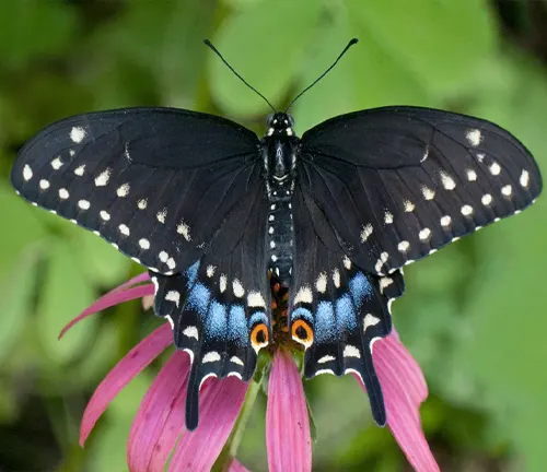 Eastern Black Swallowtail
(Papilio polyxenes asterius)
