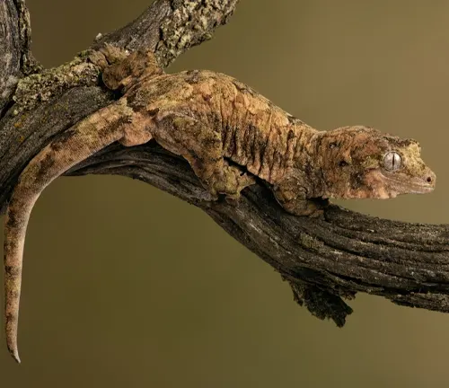 Rhacodactylus chahoua
(Mossy Prehensile-tailed Gecko or Chewie)