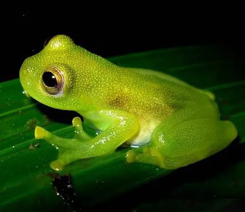Glass Frog
(Centrolenidae family)