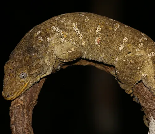 Rhacodactylus leachianus
(New Caledonian Giant Gecko)