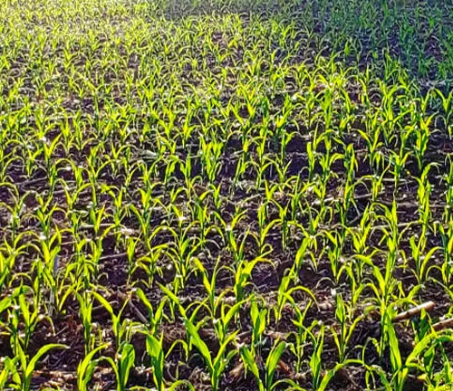 Young corn plants in a field.
