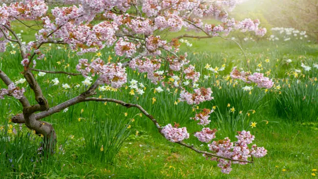 Cherry blossom tree with pink flowers over a field with daffodils