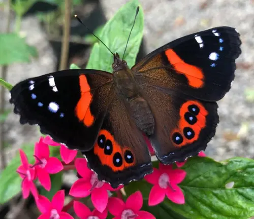 A Red Admiral Butterfly with black and red markings on its wings, gracefully displaying its vibrant colors.