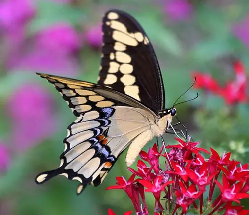 A Giant Swallowtail Butterfly with black and yellow wingspan rests on purple flowers.