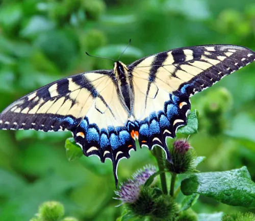 A large Eastern Tiger Swallowtail butterfly with black and yellow wings perched on a plant.