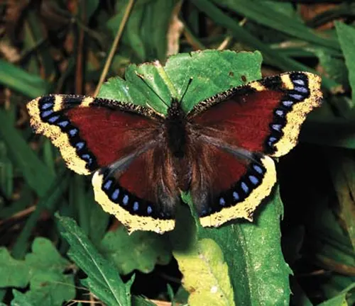 A Mourning Cloak Butterfly with black and blue markings on its wings, showcasing its unique wing span and coloration.