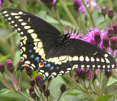 A Black Swallowtail Butterfly perched on purple flowers.