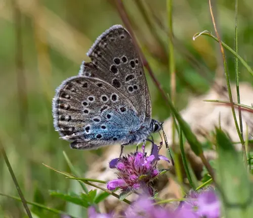 A "Large Blue Butterfly" perched on a purple flower in the grass.
