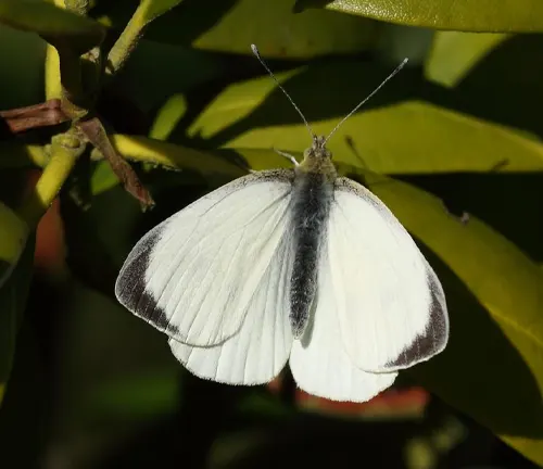 Large White Butterfly perched on leafy branch.