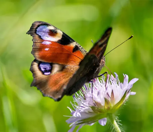 Peacock butterfly perched on a flower