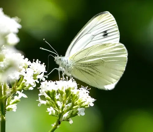 A Cabbage White Butterfly perched on a flower, showcasing its delicate beauty and the harmony of nature.