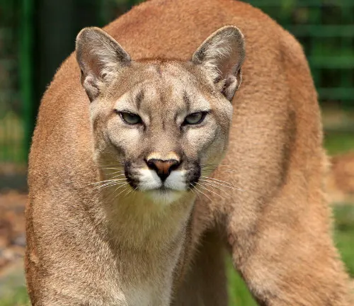A close up of a wild mountain lion, also known as a cougar, showcasing its physical appearance in the wilderness.