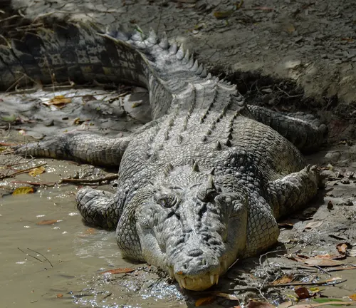 A massive alligator peacefully rests in the water, showcasing its impressive size and strength.