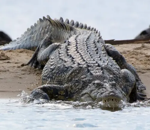 A massive Nile Crocodile resting on the sandy ground.