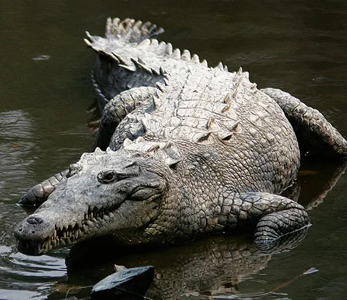 A large American Crocodile peacefully floating in the water.