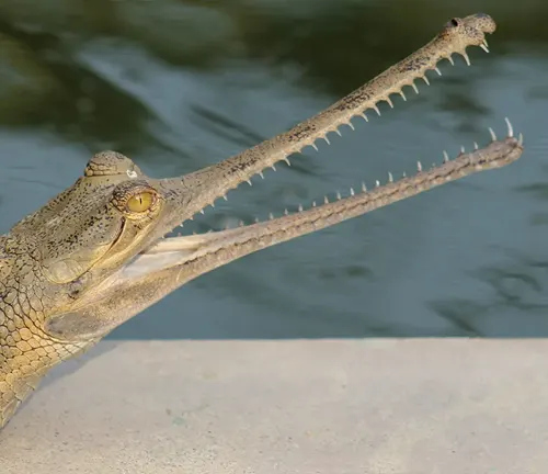 Gharial crocodile with a long, narrow snout.