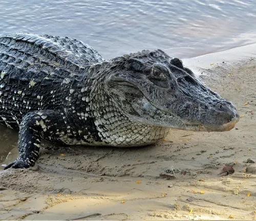 A close-up image of a black caiman crocodile resting on a riverbank.