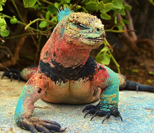 A marine iguana from the Galapagos Islands, known for its unique adaptation to the ocean.