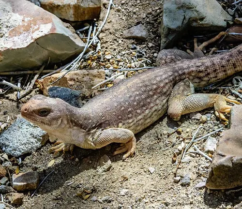 A diagram comparing the size and weight of a Desert Iguana with a lizard, showcasing their scales.