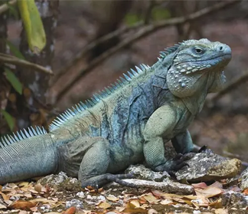 An iguana sitting on the ground in the woods, representing the habitat of the "Blue Iguana".