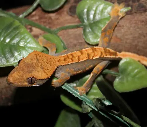 A Crested Gecko perched on a branch surrounded by leaves in its natural habitat.