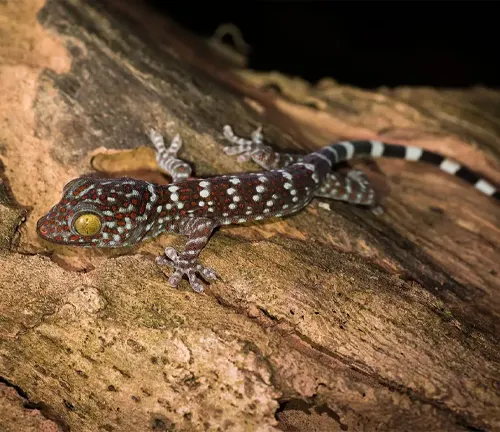 A Tokay Gecko perches on a log.