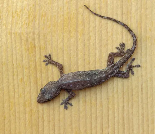 A small House Gecko with a mottled pattern of gray, brown, and cream colors on its skin.
