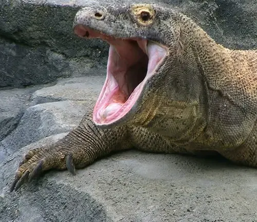 A close-up of a Komodo Dragon, a large lizard with rough, scaly skin, sharp claws, and a long, forked tongue.