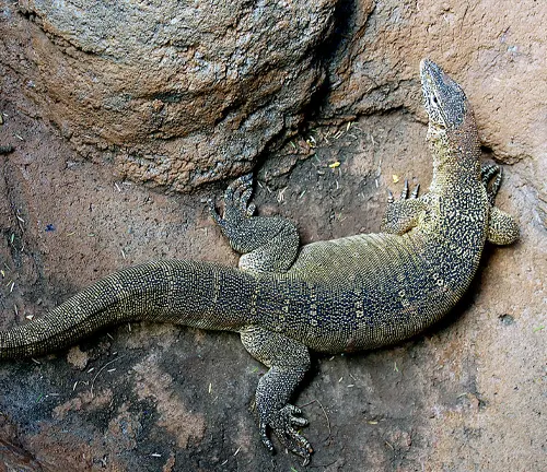A Nile Monitor Lizard, a large reptile, rests on the ground near rocks.
