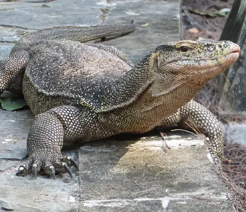 A large Asian Water Monitor lizard walking on the ground.