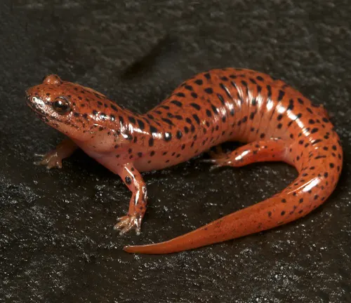 A spotted red salamander on a wet, dark surface.