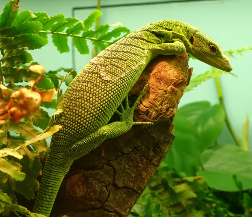 A close-up image of an Emerald Tree Monitor lizard perched on a branch, showcasing its vibrant green scales and long tail.