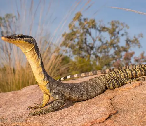 A "Rock Monitor" lizard perched on a desert rock.