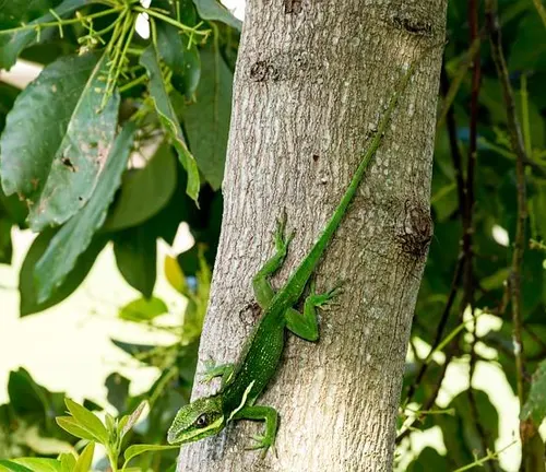 A Knight Anole Lizard, with vibrant green scales, perched on a sleek black surface.