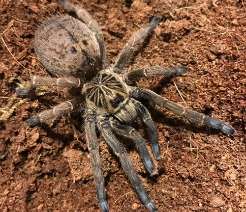 A tarantula with striking blue legs and captivating blue eyes, known as the "Blue Foot Baboon".