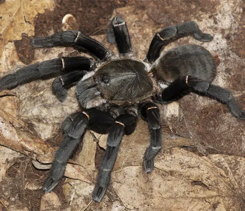 A close-up photo of a Chinese Giant Earth Tiger Tarantula, a large spider with hairy legs and a brownish-black body.