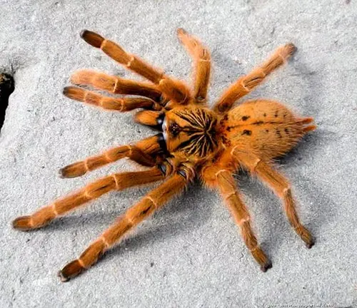 An Orange Baboon Tarantula, a large spider with vibrant orange coloration and hairy legs, resting on a branch.