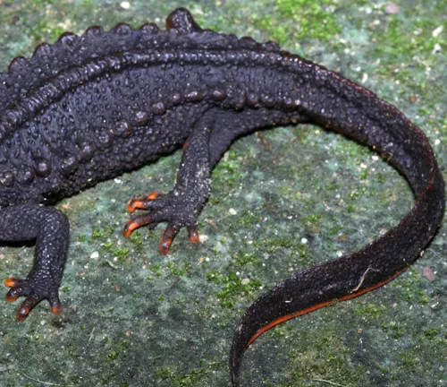Ziegler's crocodile newt with textured skin and orange-tipped tail on a rock.